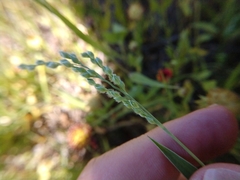 Urochloa ciliatissima