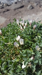 Trifolium uniflorum