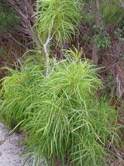 Persoonia longifolia, photograph (c) Em Lamond, some rights reserved (CC BY)