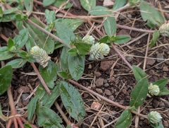 Gomphrena celosioides, photograph author not stated, no rights reserved