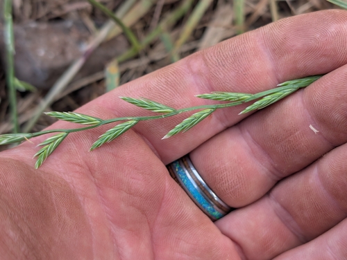 Lolium perenne observed 2026-07-12