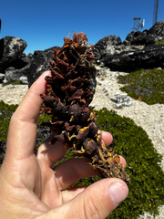 (c) Parker James Lloyd, some rights reserved (CC BY) Kopsiopsis strobilacea, photograph (c) Parker James Lloyd, some rights reserved (CC BY)