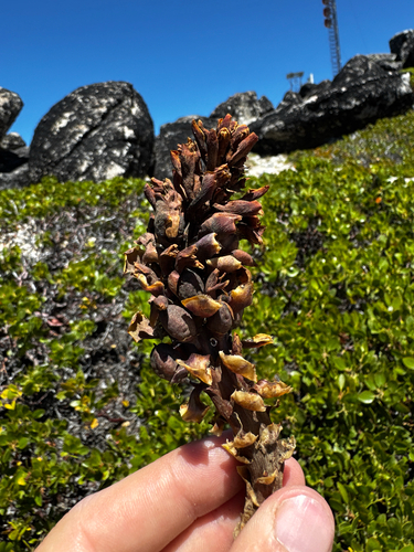 Kopsiopsis strobilacea, photograph 3