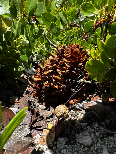 Kopsiopsis strobilacea, photograph 2