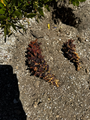 (c) Parker James Lloyd, some rights reserved (CC BY) Kopsiopsis strobilacea, photograph (c) Parker James Lloyd, some rights reserved (CC BY)