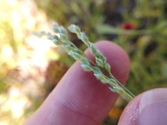Urochloa ciliatissima