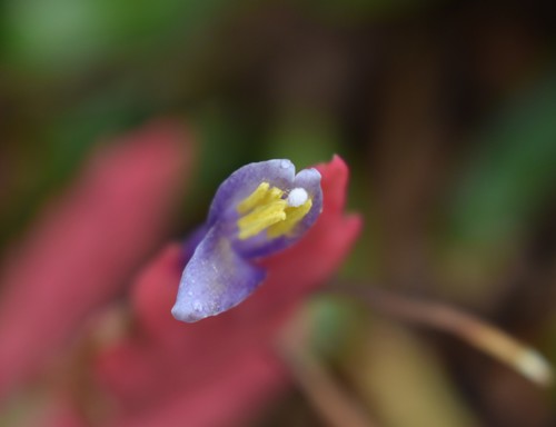 Tillandsia deppeana