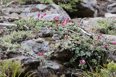 (c) Romain Boisseau, some rights reserved (CC BY-SA) Penstemon rupicola, photograph (c) Romain Boisseau, some rights reserved (CC BY-SA)