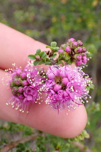 Kunzea recurva