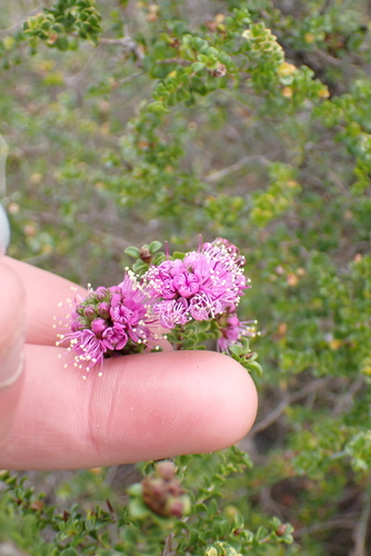 Kunzea recurva, photograph 2