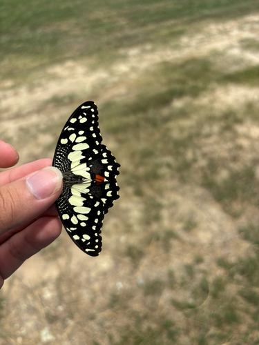 Lime Swallowtail