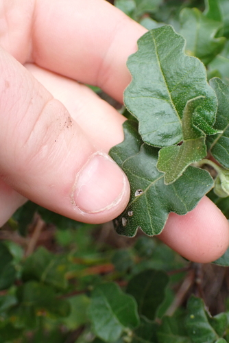 Chorilaena quercifolia, photograph 3