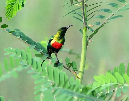 Beautiful Sunbird