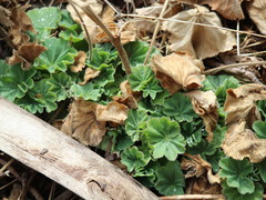 Alchemilla mollis