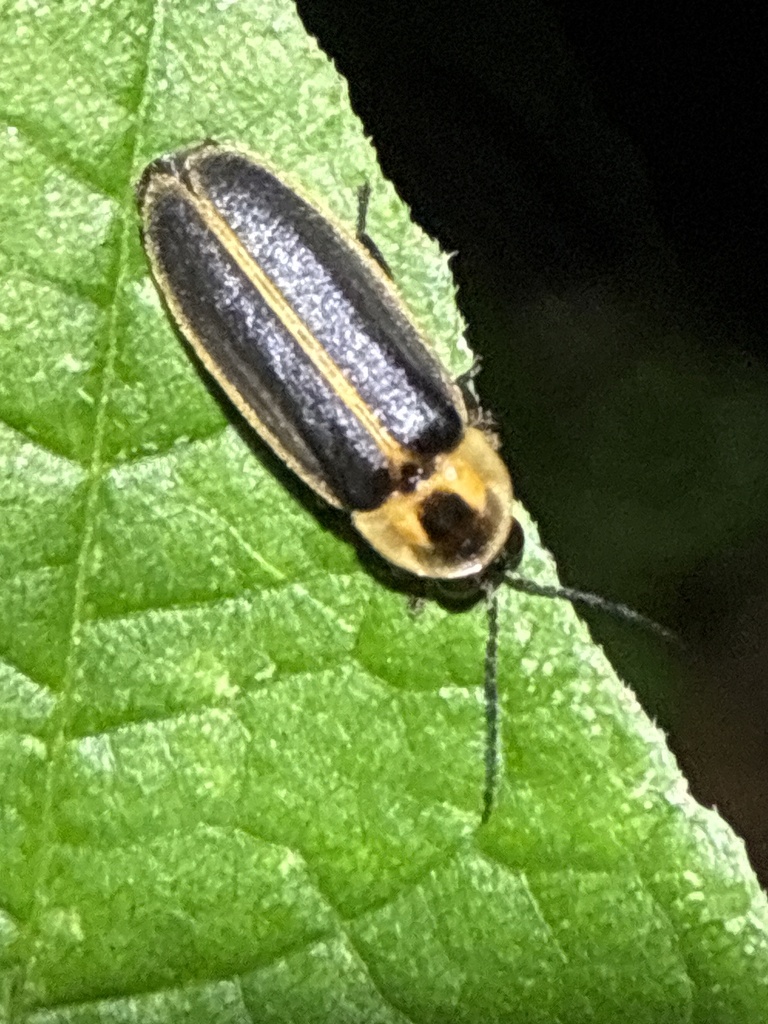 Photinus tenuicinctus