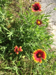 Gaillardia pulchella