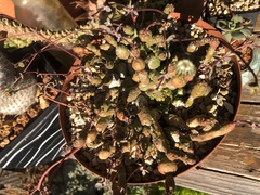Euphorbia globosa