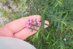 Pimelea rosea, photograph (c) Em Lamond, some rights reserved (CC BY)