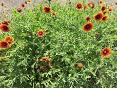 Gaillardia pulchella