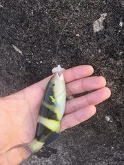 Thalassoma nigrofasciatum