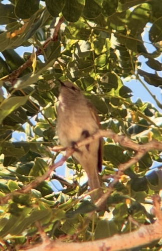 Brown Honeyeater