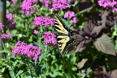 Papilio glaucus