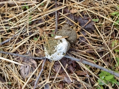 Meleagris gallopavo silvestris