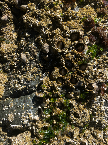 Thatched Barnacle, Clallam County, photo 9 of 10