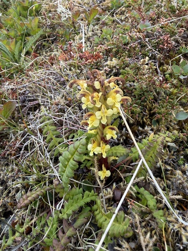 Oeder's Lousewort