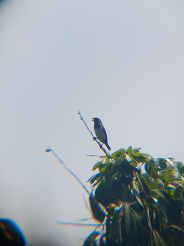 Javan Munia