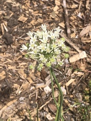 Amerallium