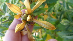 Metarungia longistrobus
