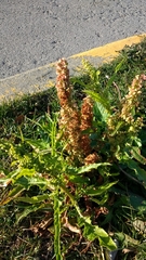 Rumex crispus