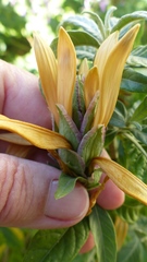 Metarungia longistrobus