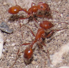 Pogonomyrmex maricopa