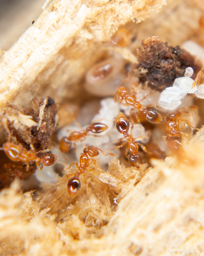 Solenopsis polluxSolenopsis pollux