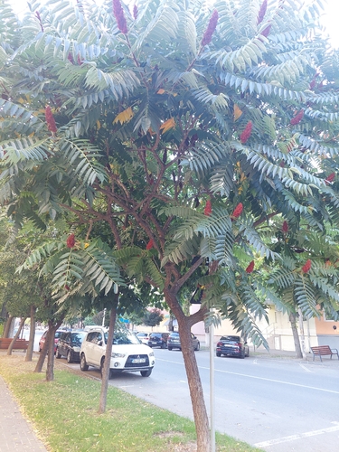 staghorn sumac