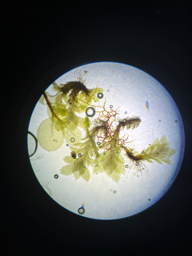 Scapania umbrosa, 2026-07-12