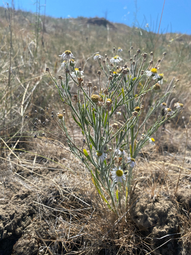 Erigeron pumilus, 2026-07-06