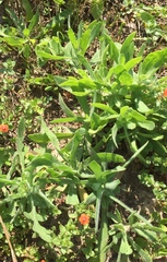 Gaillardia pulchella