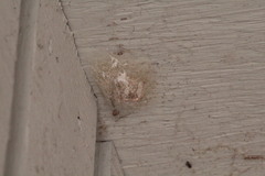 Araneus cavaticus