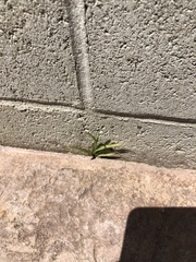 Poaceae