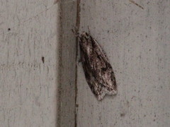 Semioscopis