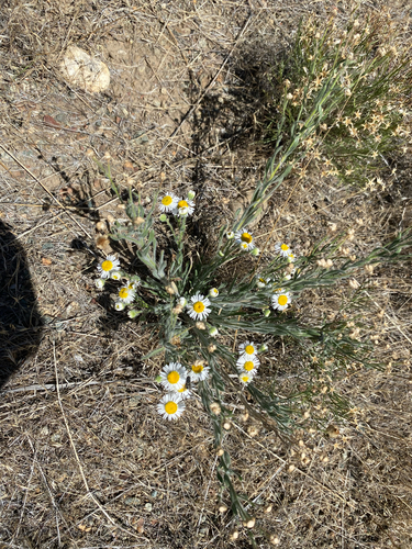 Erigeron pumilus, 2026-07-06