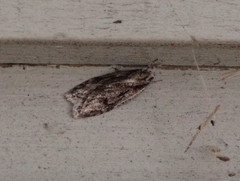 Semioscopis