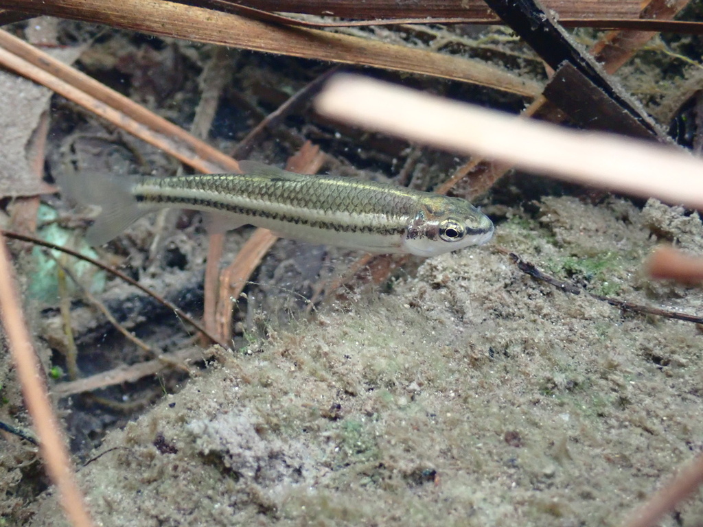 Nueces Roundnose Minnow