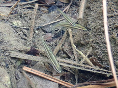 Nueces Roundnose Minnow photo 3