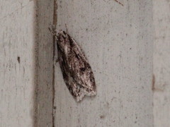 Semioscopis