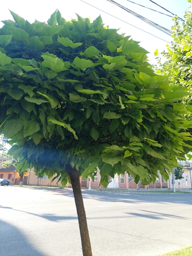 Chinese catalpa