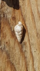 Cochlicella